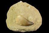 Mosasaur (Prognathodon) Tooth In Rock - Morocco #127692-1